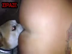 Dog sucking tattooed Pussy