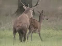 Wild Encounter Caught on Camera: Two Majestic Deer Engage in an Intimate Moment in the Forest!
