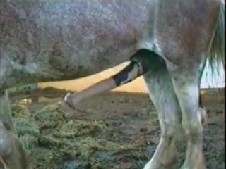 https://streamwish.to//e/x8hy015ahw76super tough zoo porn xxx top horse cock the biggest website for animal sex in the world
